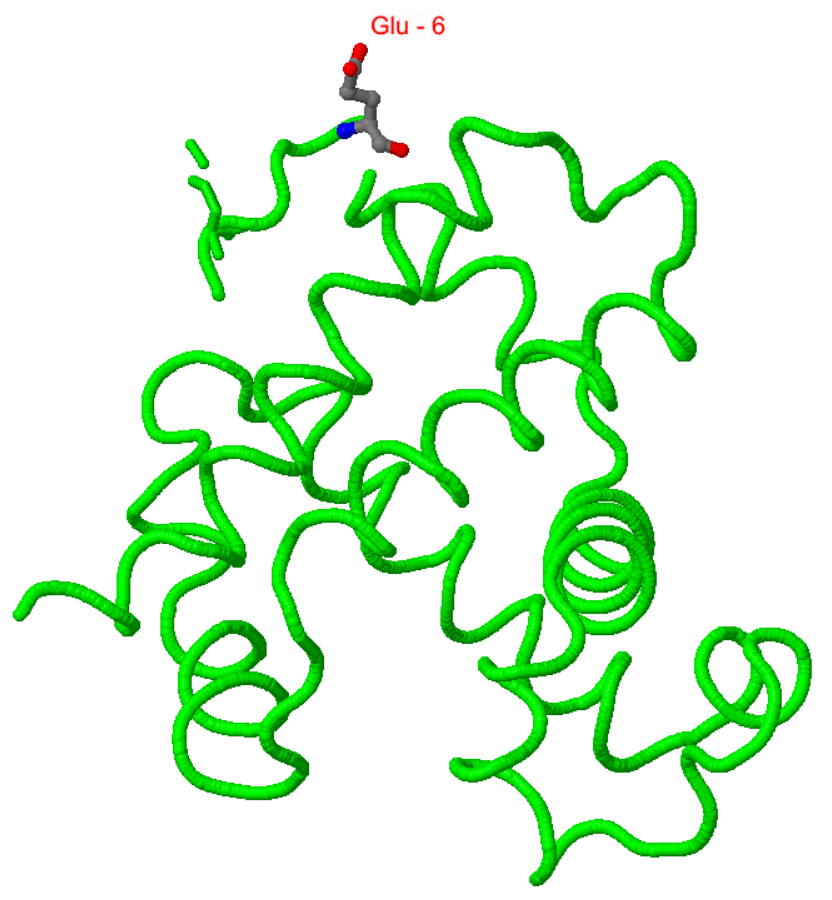 Screenshot of β hemoglobin monomer with the glutamate highlighted
